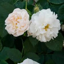 ROSA BRANCA